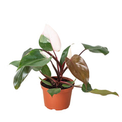 Philodendron 'Pink Princess' - photo 4