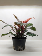Philodendron 'Sun Red' - photo 3