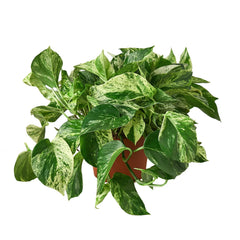 Pothos 'Marble Queen' - photo 4