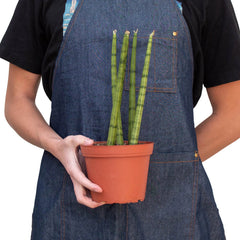 Snake Plant Cylindrica - photo 3