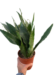 Snake Plant 'Jaboa'