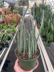 Senecio Stapeliiformis Pickle Plant - photo 3
