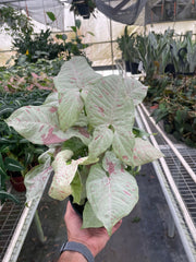Syngonium 'Milk Confetti' - photo 4