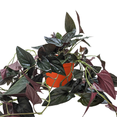 Syngonium 'Red Arrow' - photo 2