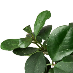 Hoya Obovata - photo 4