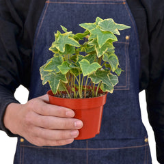 English Ivy Gold Child - photo 3