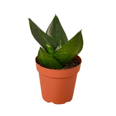 Snake Plant Jade live houseplant