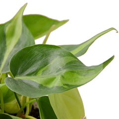 Philodendron 'Brasil' - photo 2