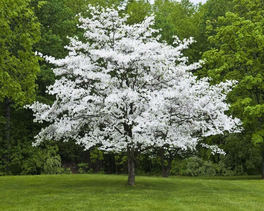 White Dogwood Tree Live Plant in Quart Pot, 10-16 in (Cornus Florida) | Ships as a live starter tree, 10-16 in tall in a quart pot. Native dogwood with white spring blooms. Hardy USDA zones 5-9.