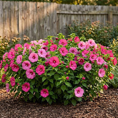 Hardy Hibiscus Luna Rose Live Starter Plant, 4-8 Inches | Giant Dinner Plate Perennial Blooms, USDA Zones 4 to 9, Full Sun, No Pot