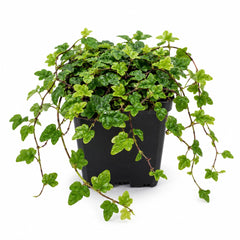 String of Frogs Live Plant, 4 in, Nursery Pot | Ficus pumila 'Quercifolia', tiny oak leaf shaped foliage, a tropical fig vine not a succulent