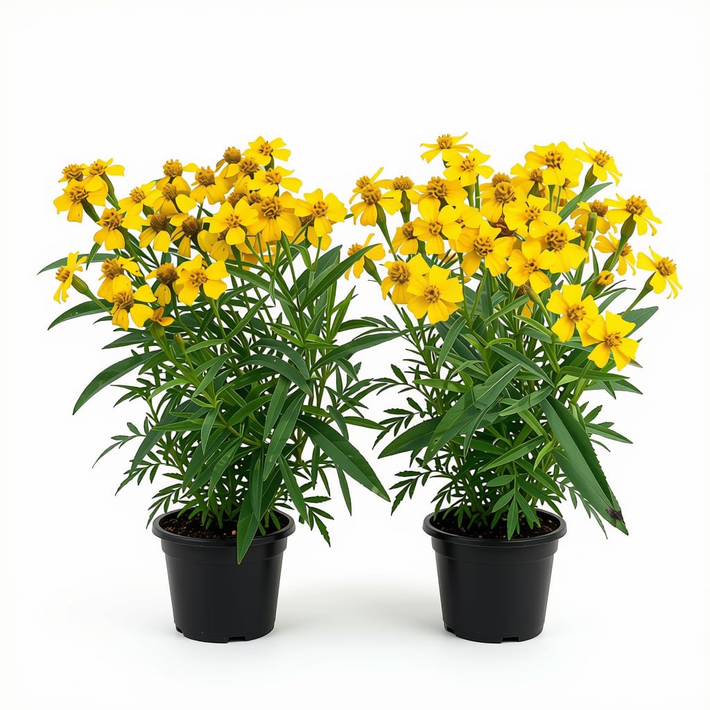 Set of 2 Mexican Tarragon Live Plants, Tagetes Lucida, Starter Plants | Mexican Mint Marigold, Anise Scented Culinary Herb, USDA Zones 8 to 11, Full Sun, 4-8 Inches, No Pot