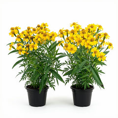 Set of 2 Mexican Tarragon Live Plants, Tagetes Lucida, Starter Plants | Mexican Mint Marigold, Anise Scented Culinary Herb, USDA Zones 8 to 11, Full Sun, 4-8 Inches, No Pot