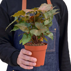 Syngonium Merry - photo 3