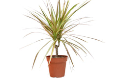 Dracaena 'Red Margined' - photo 2