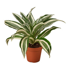 Dracaena 'Warneckii White Jewel' live houseplant