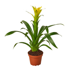Guzmania Bromeliad 'Yellow' live houseplant