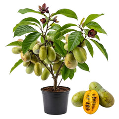 Paw Paw Indian Banana Tree Live Plant, 6-12 Inches, Quart Pot | Cold Hardy Native Fruit Tree, USDA Zones 5 to 8, Full Sun to Full Shade, Quart Pot