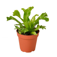 Bird's Nest 'Leslie' Fern live houseplant