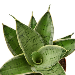 Snake Plant Starlight - photo 2
