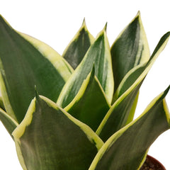 Snake Plant Black Gold - photo 2