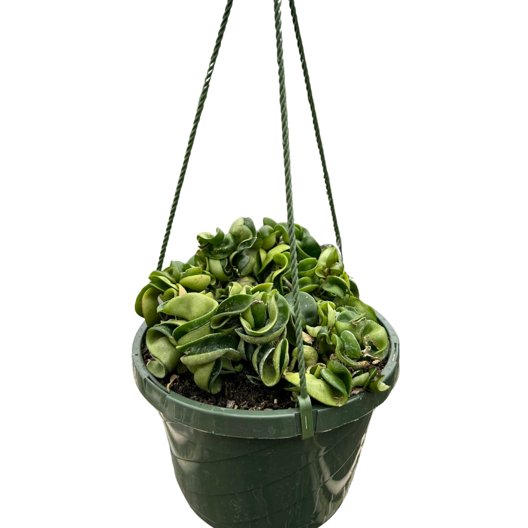 Hoya Rope Plant live houseplant