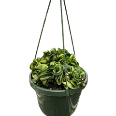 Hoya Rope Plant live houseplant