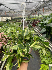 Philodendron 'Silver Stripe' - photo 3