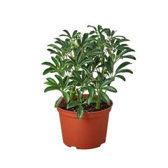 Schefflera Moonlight 'Umbrella Plant' - photo 3