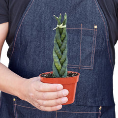 Snake Plant Braided - photo 3
