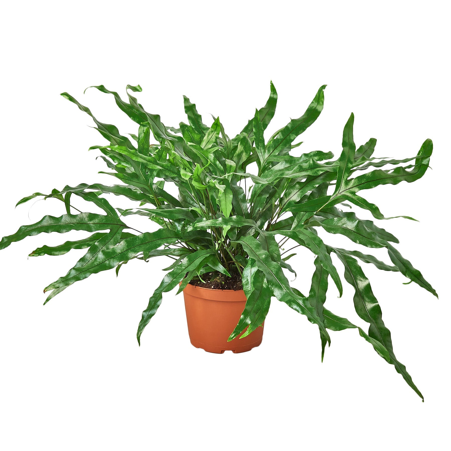 Fern 'Kangaroo Paw' live houseplant