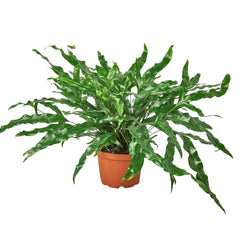 Fern 'Kangaroo Paw' - part of the Fern Collection