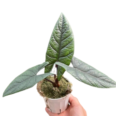 Alocasia 'Scalprum' live houseplant