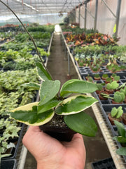 Hoya Carnosa 'Tricolor' - photo 3