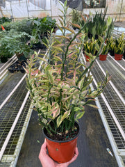 Variegated Devil's Backbone Euphorbia - photo 2