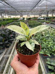 Ficus 'shivereana' (Moonshine) - photo 3