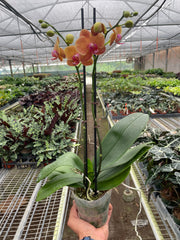 Orchid 'Orange Phalaenopsis' - photo 2