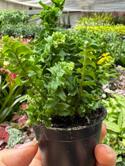 Fern 'Emina' - photo 3