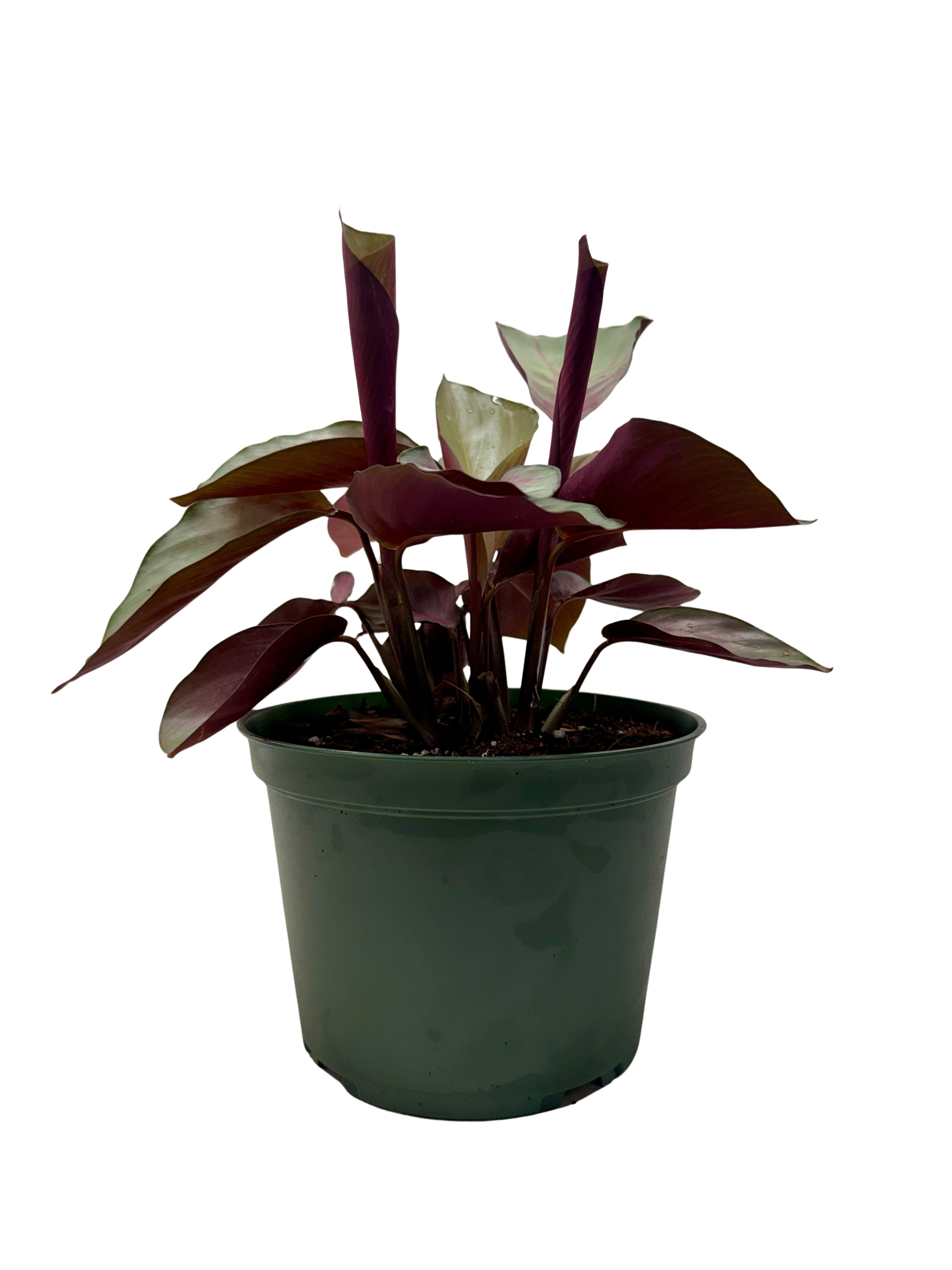 Calathea 'Silver Plate' live houseplant