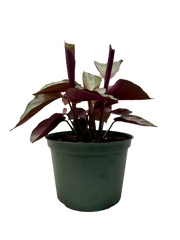Calathea 'Silver Plate' live houseplant