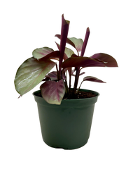 Calathea 'Silver Plate' - photo 3
