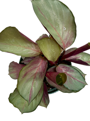 Calathea 'Silver Plate' - photo 2