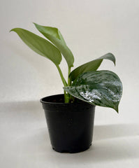 Pothos 'Silver Splash' - photo 4