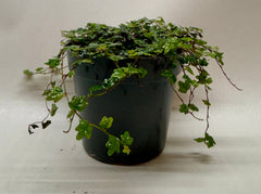 Ficus 'String of Frogs' - photo 3
