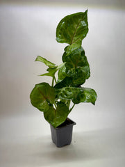 Syngonium Cream Allusion - photo 3