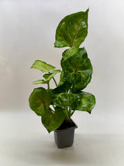 Syngonium Cream Allusion - photo 4
