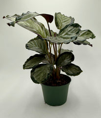 Calathea 'Northern Lights' - photo 3