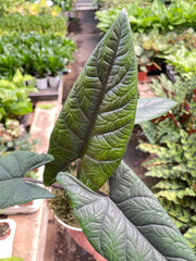 Alocasia 'Scalprum' - photo 2