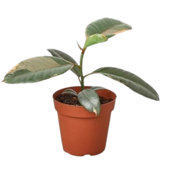 Ficus Elastica 'Ruby Pink' live houseplant