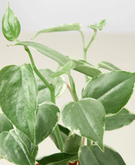 Peperomia 'Cupid' - photo 2